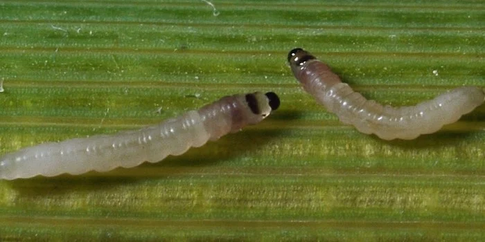 Stem Borer